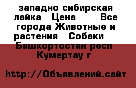 западно сибирская лайка › Цена ­ 0 - Все города Животные и растения » Собаки   . Башкортостан респ.,Кумертау г.